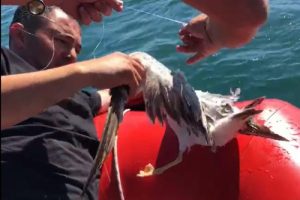 Kanadına misina dolanan martıyı kurtardılar