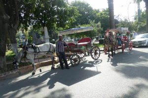 Bursa Mudanya'da nostaljik fayton sefâsı