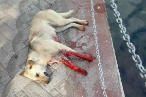 Tüfekle vurulan köpek öldü