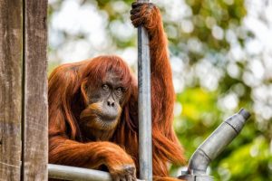 Dünyanın en yaşlı orangutanı öldü