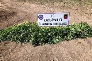 7 bin 520 kök kenevir ele geçirildi