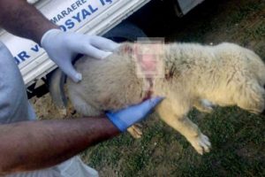 Sırtından bıçaklanan yavru köpek tedavi edildi