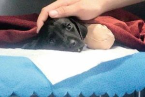 Yavru köpek olayında tutuklanan kişinin eşi isyan etti: Gerçek cani saklanıyor