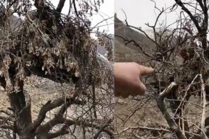 Teröristlerin gözetleme kuleleri deşifre oldu