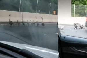 Yola çıkan kaz sürüsünü böyle ezdi