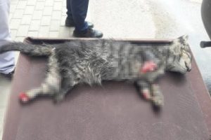 Bursa'da 4 ayağı kesilmiş yavru kedi cesedi bulundu!