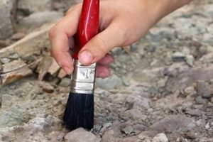 Yeni türlere ait 540 milyon yıllık fosiller bulundu