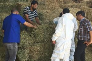 Ahırdan numuneler alındı! 55 büyükbaş öldü