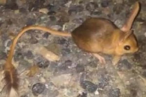 Elazığ'da kanguru faresi şaşkınlığı