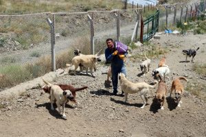 Ömrünü sokak köpeklerine adadı