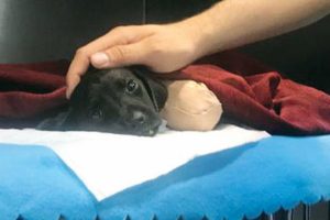 Tutuklanan operatör konuştu: 'O köpeğe ben zarar vermedim'