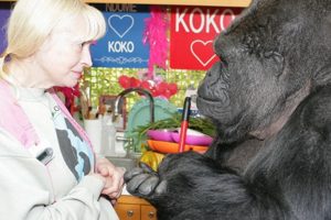 İşaret diliyle konuşan Koko hayatını kaybetti