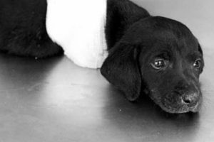Yavru köpeğin ölümünde yeni gelişme!