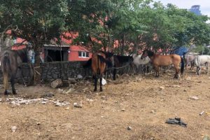 Kaçak olarak Adalar'a götürülmek istenen atlar bulundu