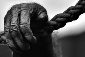 Gorillerin elçisi Koko 46 yaşında öldü
