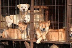 Köpek çiftliğine para cezası