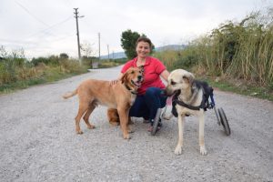 Yardım paralarıyla sakat kalan köpeğe yürüteç aldı