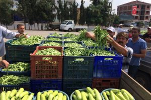 Bursa Boyalıca fasulyesine büyük rağbet