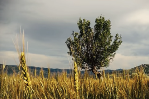 Saadet'ten 'Ahlat Ağacı' göndermeli reklam filmi