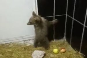Tedavi edilen yavru ayılar sağlığına kavuştu