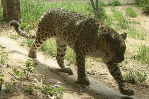 Sri Lanka'da leopar öldüren 2 kişi gözaltına alındı
