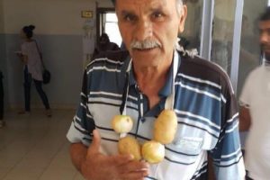Boynuna astığı patates soğanla oy kullandı