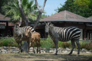 Bursa'da bir haftalık zebra yavrusuna yoğun ilgi