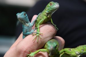 Bursa Hayvanat Bahçesi'nde ilk! 16 tane iguana yavrusu...
