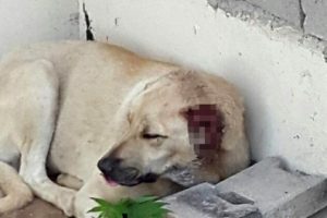 Vahşet! Sokak köpeğinin kulaklarını kestiler