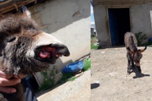 Yol kenarında terk edilmiş halde bulundu