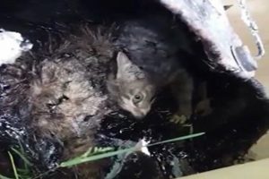 Kedileri zift kovasına attılar