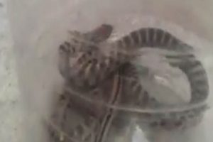 Evin banyosundan çıktı! 1 metre uzunluğunda...