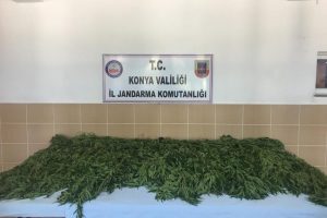 Jandarmadan kenevir operasyonu