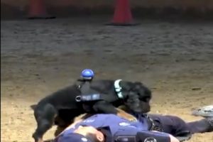 Kalp masajı yapan köpek gönülleri fethetti
