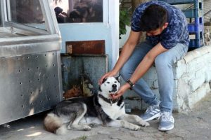 Minibüs sürücüsü köpeğin üzerine aracını sürdü