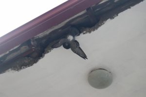 Sıkıştığı yerden kurtulan güvercini kedi kaptı