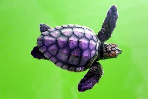 Caretta yuvaları mercek altında