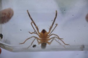 Bu örümcek yüzünden koca bir il tedirgin