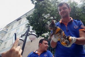 Boruya sıkışan yavru kedi için seferber oldular