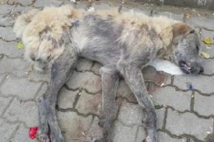 4 köpeği köfte ile zehirlediler