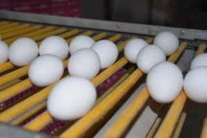 İlaçlı yumurta skandalının raporu yayımlandı