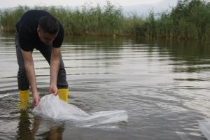 Bursa İznik Gölü'ne 45 bin yavru sazan bırakıldı
