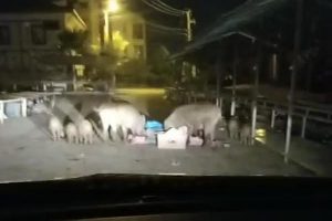 Marmaris'te domuz sürüsü pazara indi