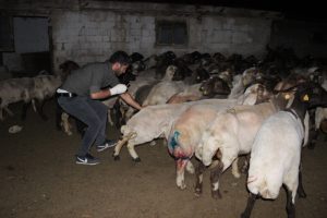 Koyunlara saldıran sokak köpekleri 3 koyunu telef etti