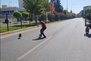 Adıyaman'da kafesten düşen tavuk yolu birbirine kattı