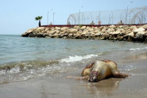 Caretta ölüsü sahile vurdu