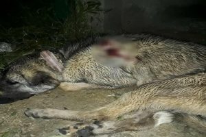 Hamile çoban köpeğini katlettiler