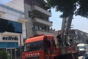 Ağaçta mahsur kalan kediyi itfaiye kurtardı