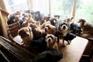 Ölen kadının evinden 100'e yakın köpek çıktı