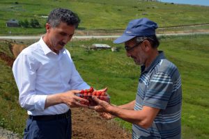 Yayla çileklerine büyük ilgi